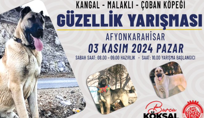 Kangal, malaklı ve çoban