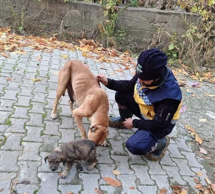 Bilecik’te kanalizasyon giderine sıkışan