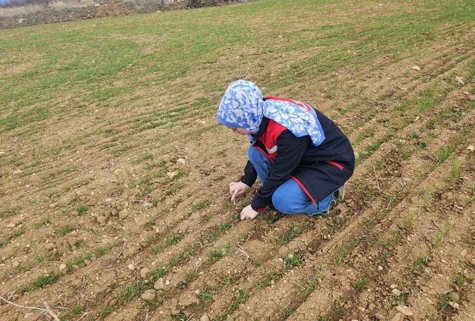 Afyonkarahisar İl Tarım ve Orman Müdürlüğü ekipleri, hububat ve haşhaş