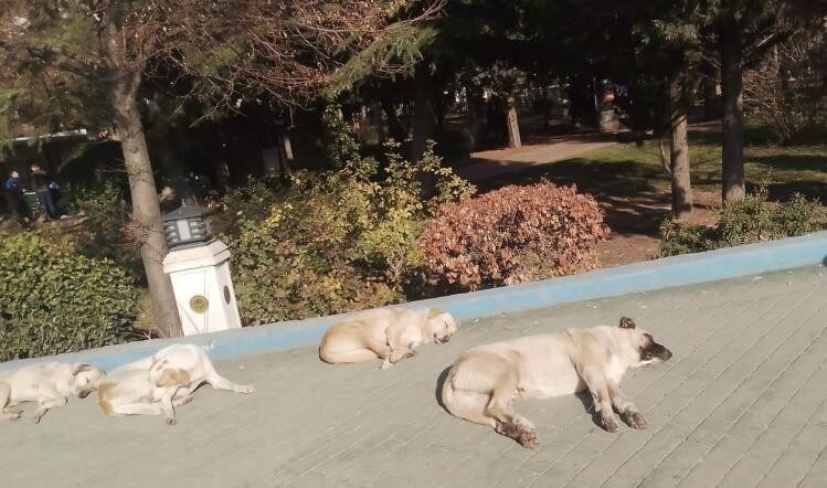 Eskişehir’de soğuğa karşı kendi çözümlerini üreten sokak köpekleri, kaldırımda güneşin