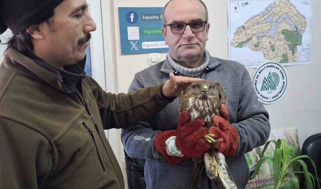 Isparta İl Jandarma HAYDİ ekipleri, yaralı halde buldukları iki şahini