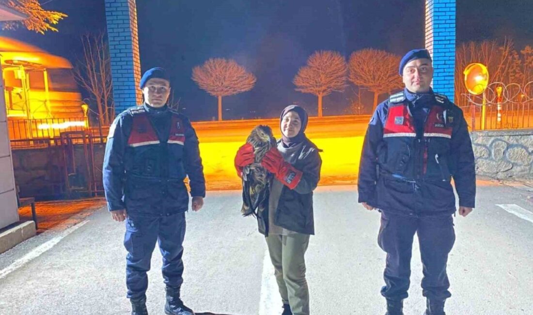 Eskişehir’de vatandaşın bulduğu ve jandarma ekiplerine teslim ettiği yaralı kızıl