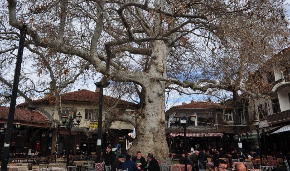 Isparta’nın Yalvaç ilçesinin merkezinde yer alan 825 yıllık çınar ağacı,