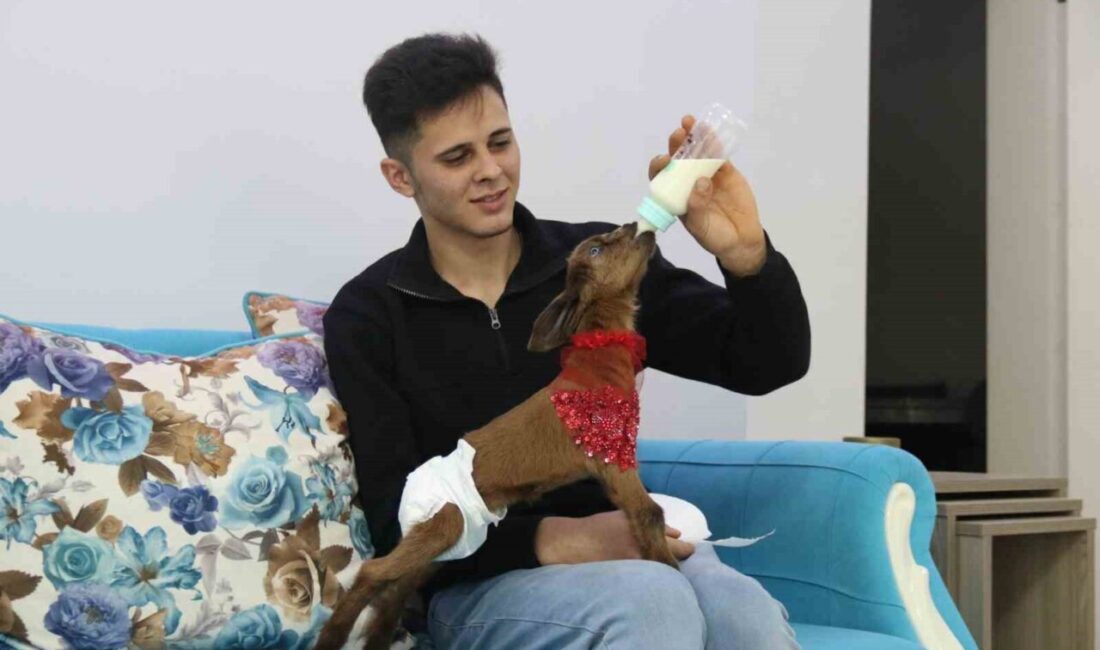 Eskişehir’de evine aldığı keçi yavrusuna bebek gibi bakan Muharrem Altınbaş,