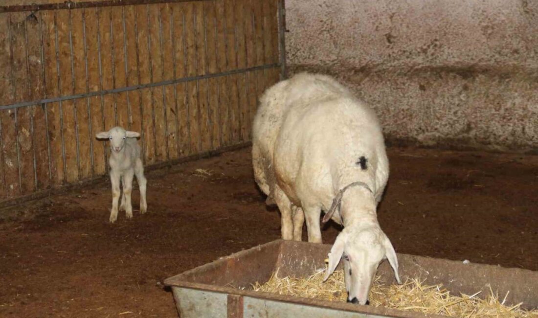 Eskişehir’de annesinden süt emen kuzu, ciğerine süt kaçması sonucunda hayatını