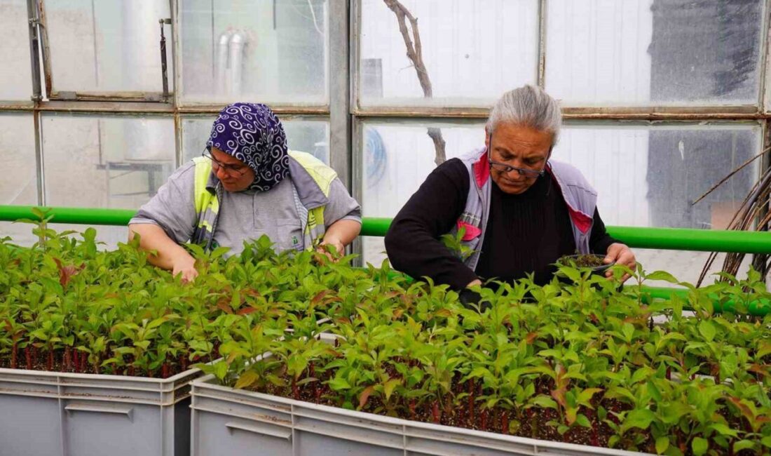 Tepebaşı Belediyesi, seralarında yaz-kış demeden üretimi sürdürülen on binlerce çiçek