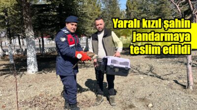 Afyonkarahisar’ın Dinar ilçesinde vatandaşlar tarafından yaralı halde bulunan kızıl şahin,