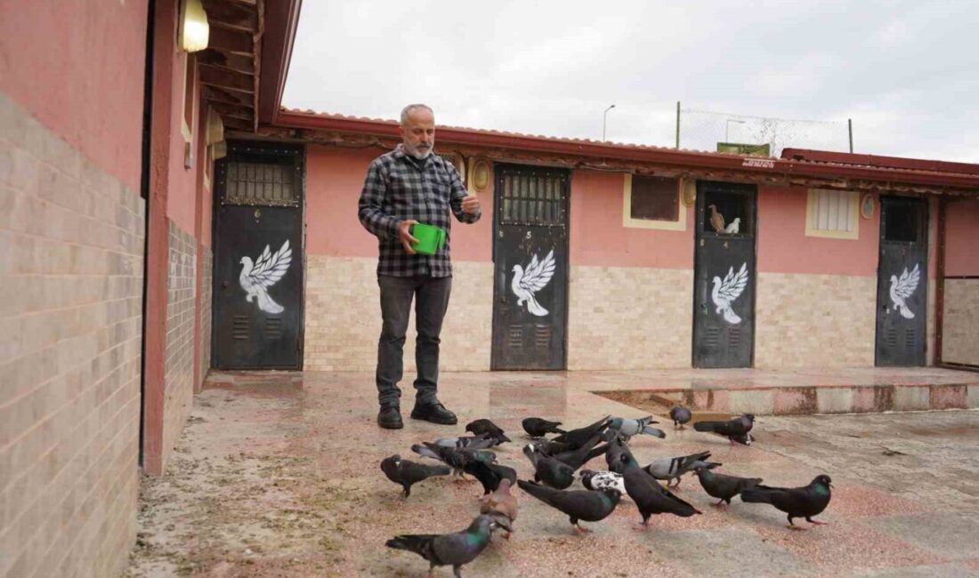 Isparta’da yaşayan 51 yaşındaki bir vatandaş, 42 yıllık güvercin tutkusunu