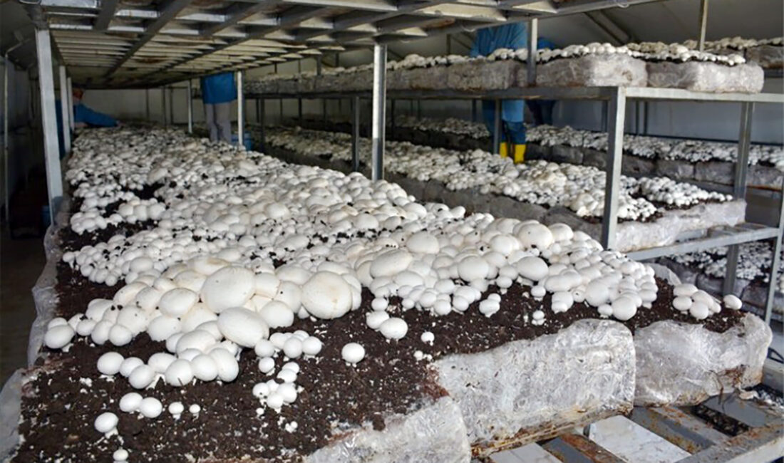 ‘Yabani mantar yerine kültür mantarı tercih edilmeli’ Bayat Kaymakamlığı tarafından mantar zehirlenmelerine karşı vatandaşlara uyarılarda bulunuldu. Kaymakamlığın
