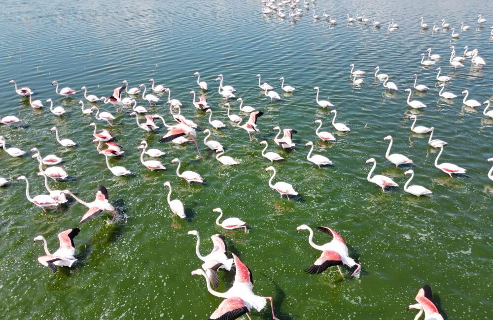 Flamingolar Eber Gölü’nde doğanın bahara uyanışını müjdeledi Göçmen bir kuş türü olan ve yanlış bir algı olarak