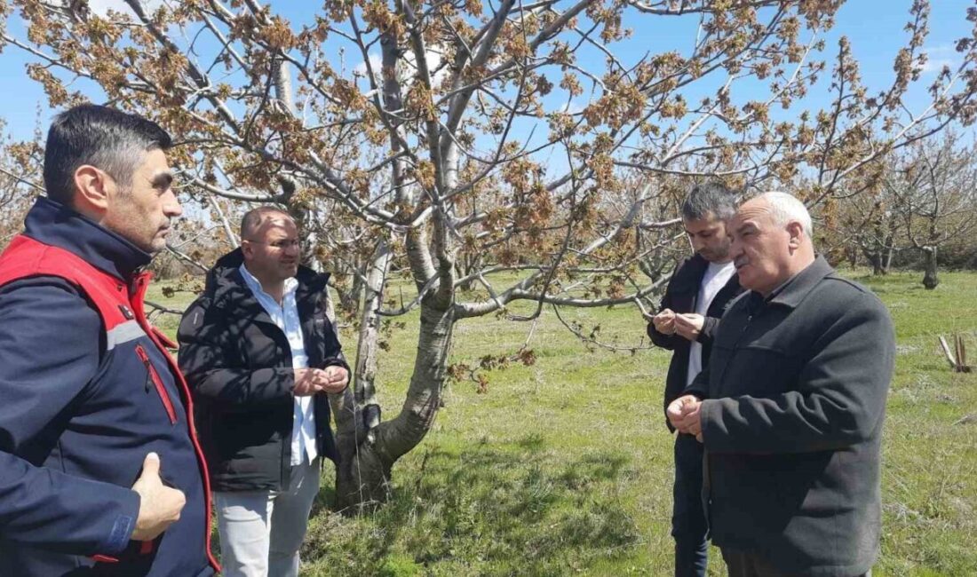 Afyonkarahisar’da tarım alanlarını don vurdu Afyonkarahisar’da 10-12 Nisan tarihleri arasında kent genelinde etkili olan ani