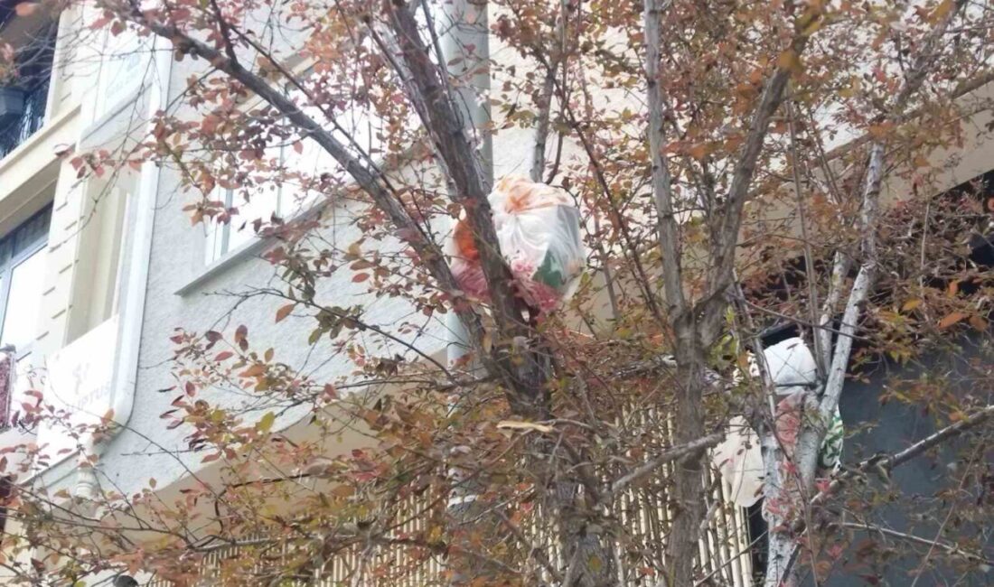 Ağaç dalları çöp açtı Eskişehir’deki bir cadde kenarındaki ağacın dallarında gözüken içi çöp dolu