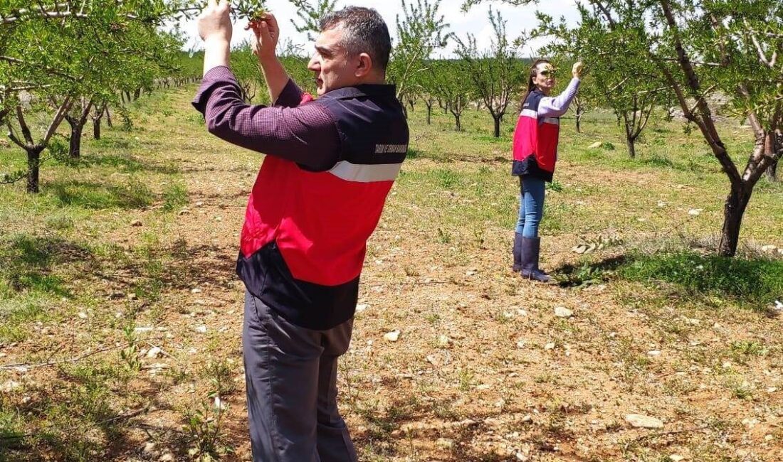 Altıntaş’ta zirai don kontrolleri Kütahya’nın Altıntaş ilçesinde meydana gelen zirai don sonrası İlçe Tarım
