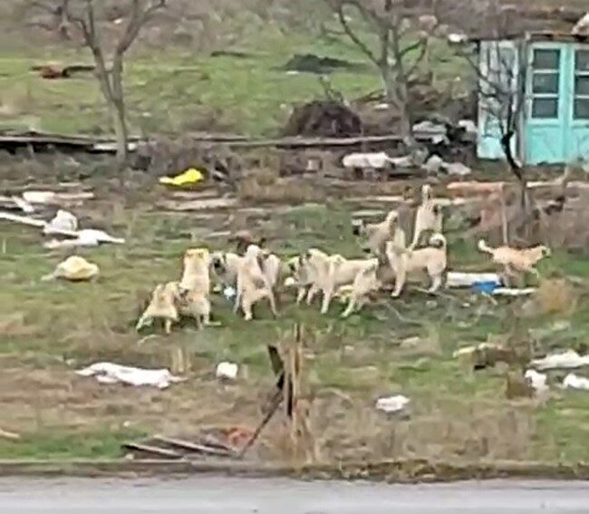 Başıboş sokak köpekleri Sazova’da korku saçıyor Eskişehir’de bir bölgeyi mesken edinen onlarca sokak köpeği çevreden geçenlere