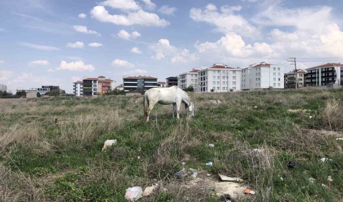 Eskişehir’de başıboş atlar Eskişehir’in kırsal kesimlerinde başıboş atlar, artan sıcaklıklarla birlikte park ve