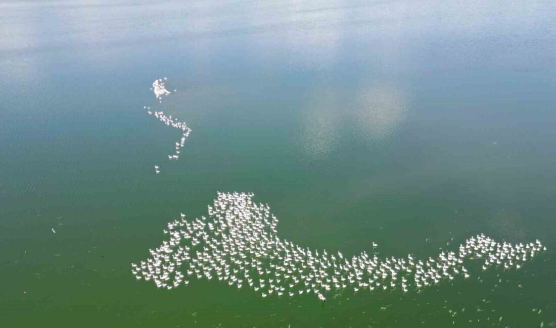 Flamingolar doğanın bahara uyanışını müjdeledi Allı turna olarak da bilinen flamingolar her yıl olduğu gibi