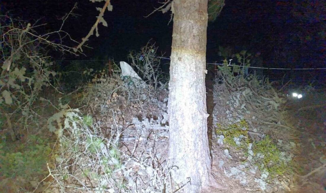 Kütahya’nın Hisarcık ilçesinde hayvanlarına burç otu toplamak için çıktığı çam