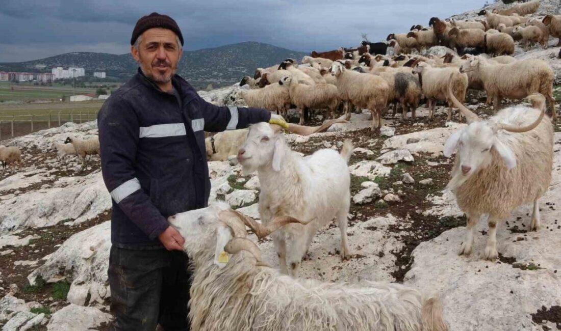 Isparta’nın Çünür Mahallesi’nde 10 yıldır çobanlık yapan Mustafa Bucaklı, son