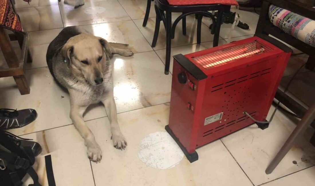 Kar ve soğuktan kaçan köpek çay ocağındaki ısıtıcının yanına uzandı Eskişehir’de etkili olan kar yağışı sırasında ıslanan bir sokak köpeği,