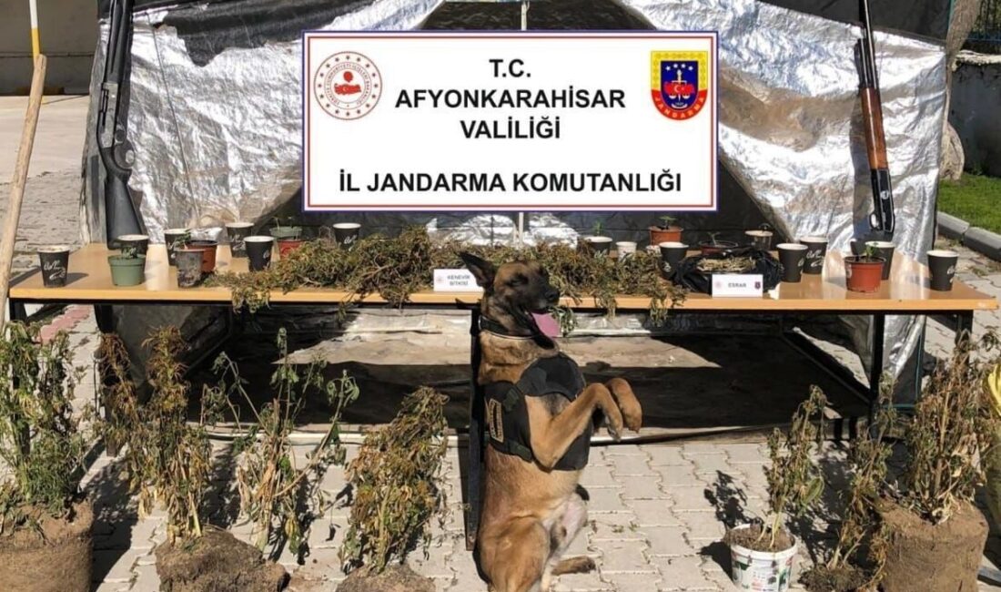 -Orman arazisine kenevir ekip köyün içme suyuyla sularken jandarmaya yakalandı Afyonkarahisar’da yaşanan akıl almaz olayda, bir şahıs devlet orman arazisine