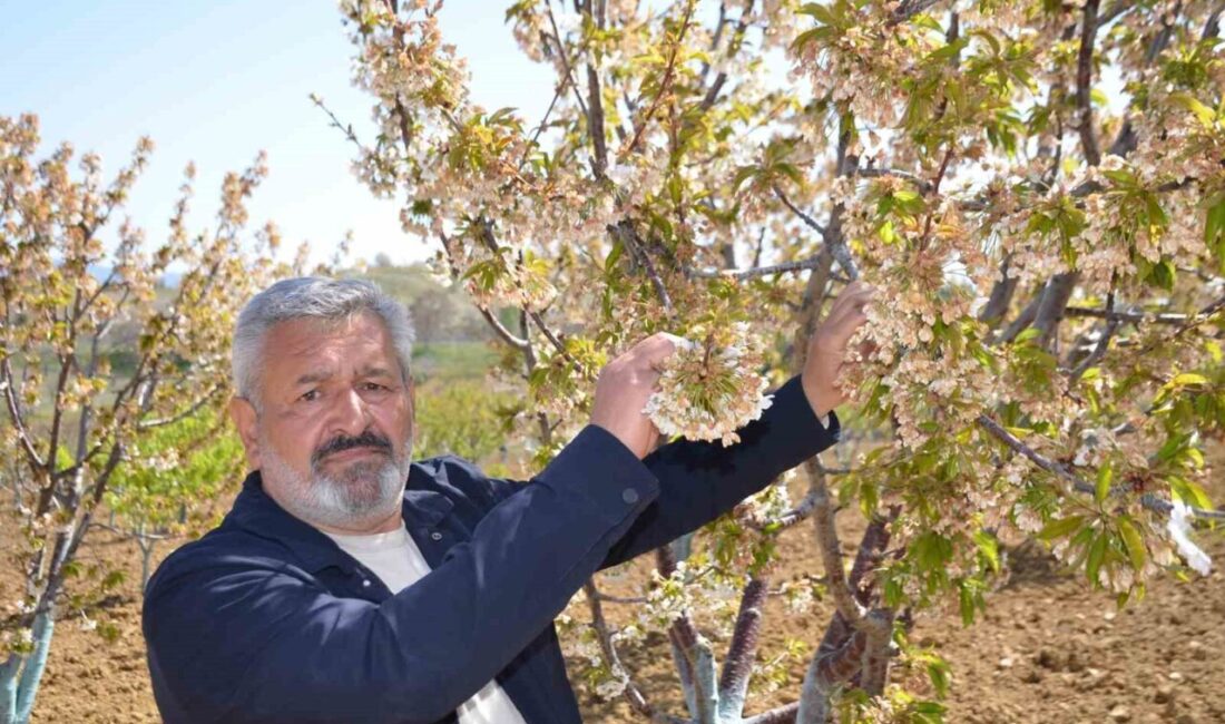 Bilecik’in Söğüt ilçesine bağlı Küre Köyü’nde ’Erkenci’ diye adlandırılan kirazı