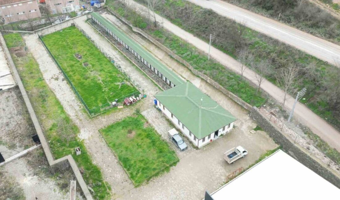 Osmaneli Belediye Başkanı Bekir Torun koordinesinde, sokak hayvanlarının sağlığı ve