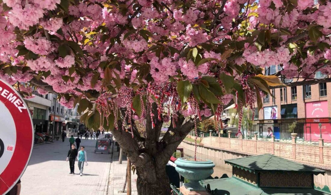 Süs erik ağacına ’Martenitsa’ bağlandı Eskişehir’de Porsuk Çayı kenarındaki süs erik ağacına martenitsa bağlanarak bahar