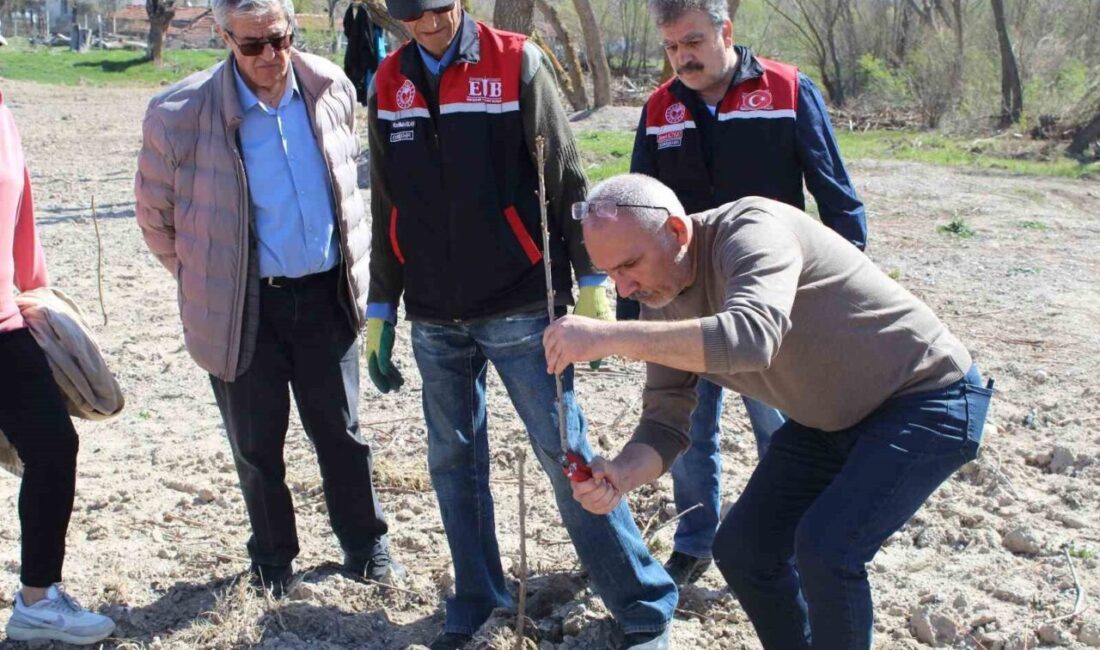 Yükümlüler ile meyve fidanlarında dikim budaması eğitimi yapıldı Eskişehir’de yükümlülerin katılımıyla meyve fidanlarında dikim budaması eğitimi gerçekleştirildi. Eskişehir