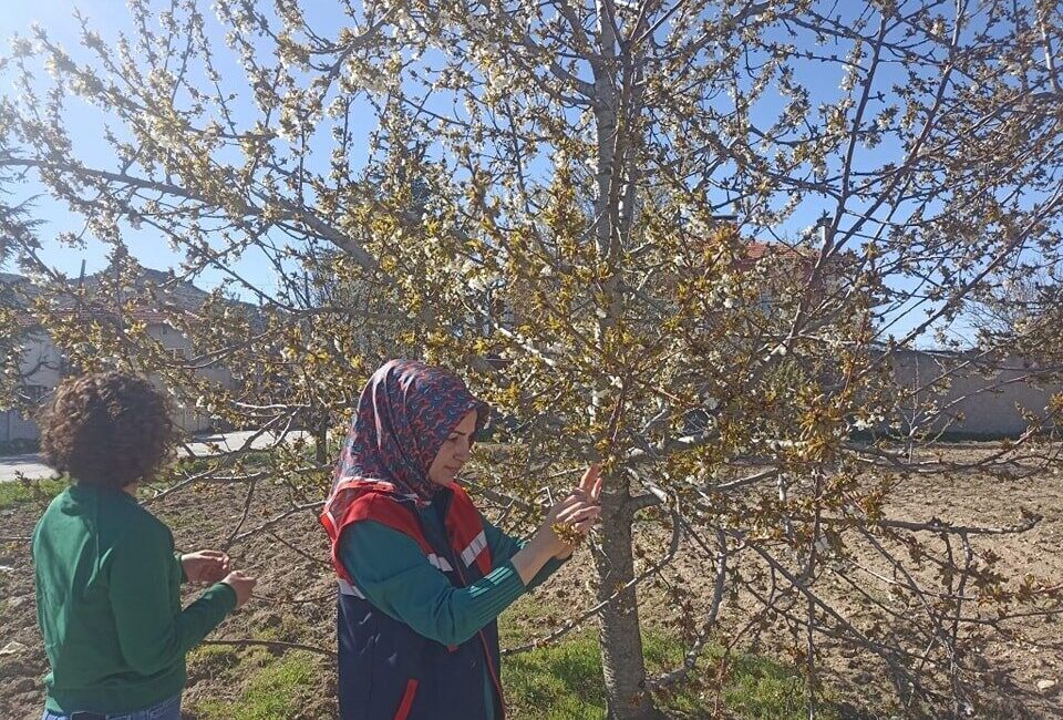 Zirai don nedeniyle hasar tespit çalışmaları devam ediyor Afyonkarahisar’da yaşanan zirai don olayı, tarım alanlarında büyük hasara yol
