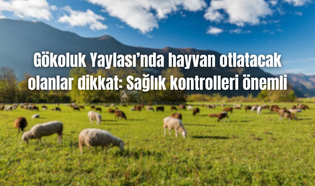 Gökoluk Yaylası hayvan teslimine açılıyor Afyonkarahisar'ın Çay ilçesinde yer alan Gökoluk Yaylası, 2025 yılı yayla