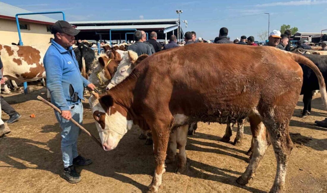 Canlı hayvan pazarlarında kurban hareketliliği başladı Yaklaşık 3 hafta sonra icra edilecek olan Kurban Bayramı öncesi