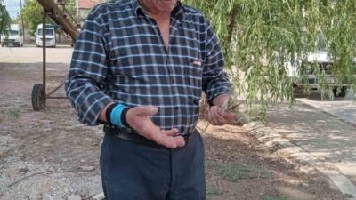 Eskişehir’in Mihalıççık ilçesindeki bazı mahallelerde zirai don nedeniyle buğday ve