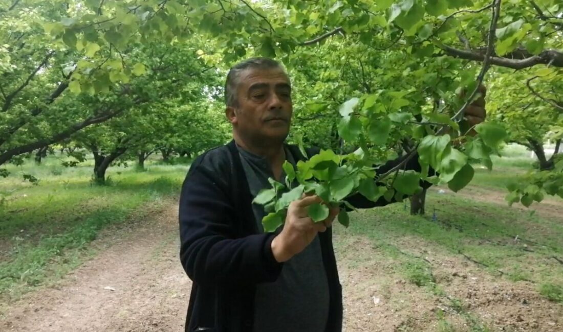 Isparta’da don kayısı üreticilerini zarara uğrattı Isparta’nın Yalvaç ilçesine bağlı Aşağıkaşıkara köyünde nisan ayında yaşanan zirai