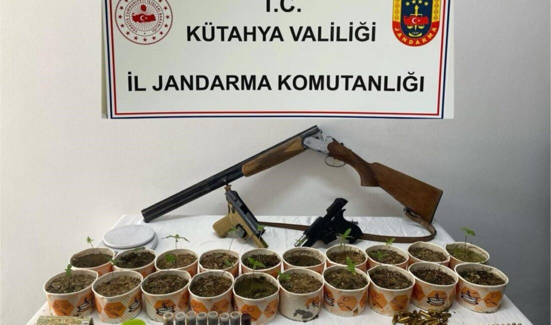 Jandarmadan kenevir operasyonu Kütahya İl Jandarma Komutanlığı ekipleri, kaçakçılık suçlarıyla mücadele kapsamında yürüttükleri