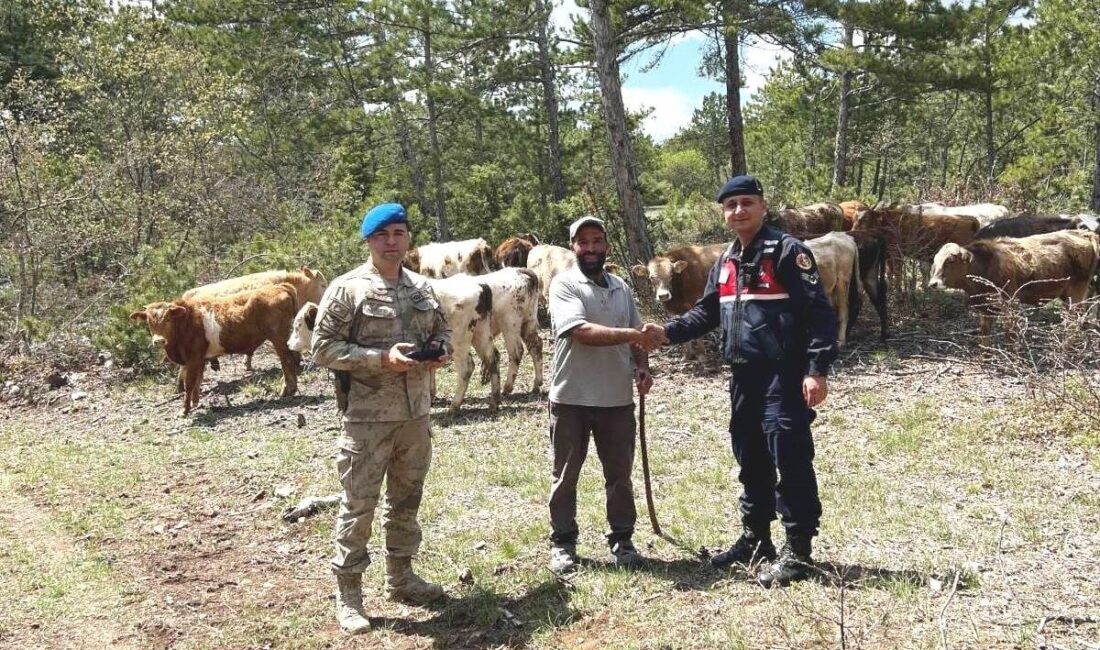 Kütahya’da kayıp büyükbaş hayvanlar dronla bulundu Kütahya’nın Soğukçeşme köyü ormanlık alanında 3 gün önce kaybolan 19