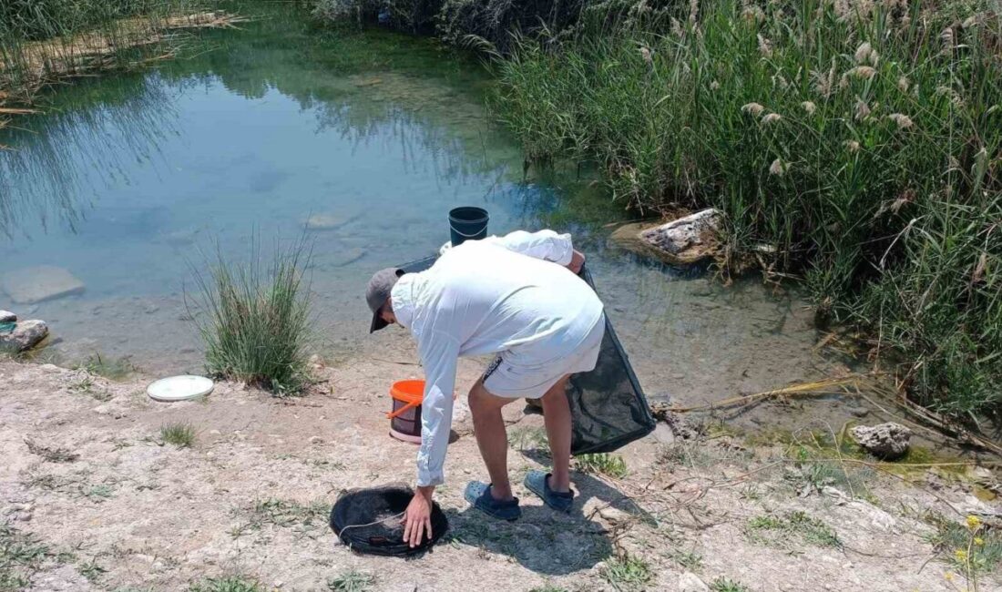 (ÖZEL) Tarihi hamam kalıntıları arasındaki süs balıklarını kaçak balık avlayanlara suç üstü Eskişehir’in Günyüzü ilçesinde vatandaşlar, Bizans İmparatorluğu döneminden kalma içi su