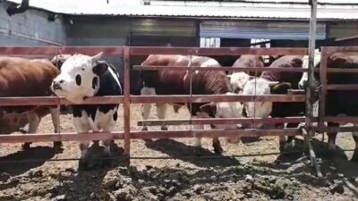 Isparta’nın Sav Kasabası’nda yaşayan bir vatandaş, her yıl olduğu gibi