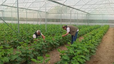 Afyonkarahisar İl Tarım ve Orman Müdürlüğü tarafından yürütülen çalışmalar kapsamında,