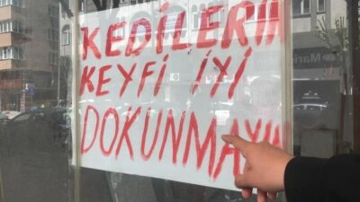 Eskişehir’de boş dükkanında kedileri bulunan işletme sahibi cama, “Kedilerin keyfi