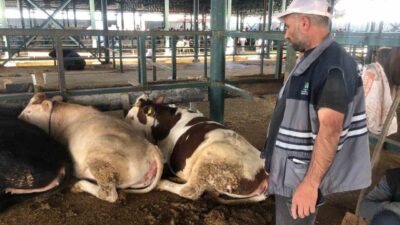 Eskişehir’de kurban satıcıları, büyükbaş hayvanların maliyetlerini çıkarmadığını belirtti. Kurbanlık alımını