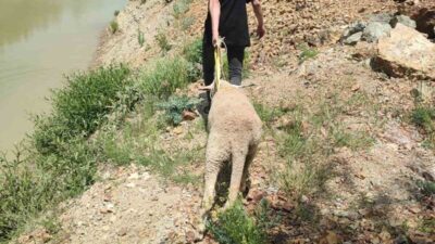 Isparta’da sahiplerinden kaçan kurbanlık koyun, dağlık bölgede bir uçurum kenarında