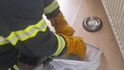 Bilecik’te bir evin açık balkon kapısından içeri giren yarasa yakalanarak