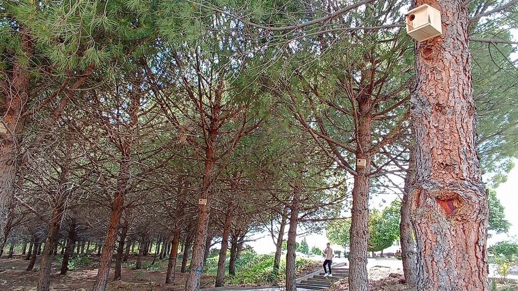Gediz MYO Kampüsüne kuş yuvaları yerleştirildi Kütahya’nın Gediz ilçesindeki Meslek Yüksekokulu yerleşkesinde, doğal yaşamı desteklemek amacıyla