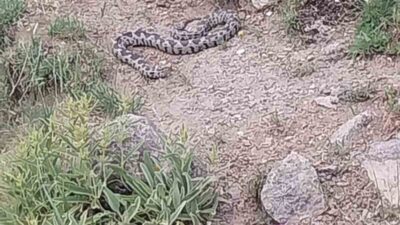 Afyonkarahisar’ın Şuhut ilçesinde görülen ve kuvvetli zehri ile bilinen engerek