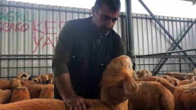 Eskişehir’de kurban pazarı için satışa sunulan Sivas Kangalı ırkı kuzular,