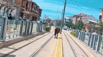 Eskişehir’de bir tramvay durağının yakınında rayların üzerinde dolaşan başıboş at,