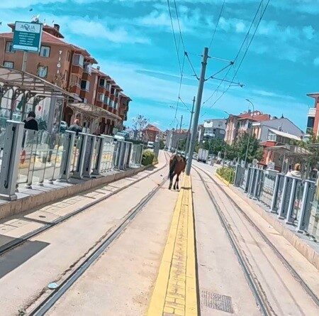 Tramvay rayları üzerindeki başı boş at şaşırttı Eskişehir’de bir tramvay durağının yakınında rayların üzerinde dolaşan başıboş at,