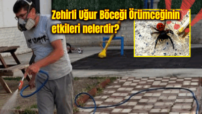 Afyonkarahisar’ın Çay ilçesinde, nesli tükenme tehlikesi altında olan ve zehirli