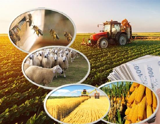 Tarım ve Orman Bakanlığı, Cuma günü çiftçilerin hesaplarına 1 milyar