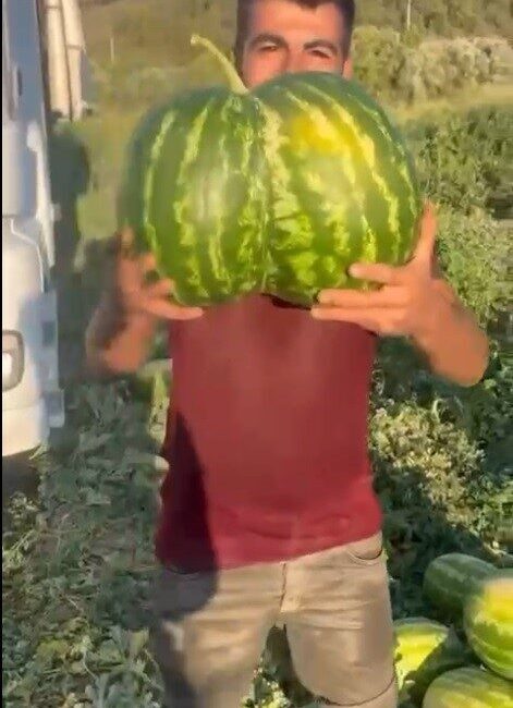 Bilecik’te hasat edilen ikiz kavun ve karpuz görenleri hayrete düşürdü.